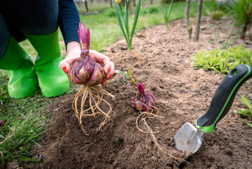 Woman gardener planting lily bulbs in ground in spring garden. Purple flower bulbs sprouting....