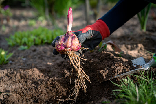 Woman Gardener Planting Lily Bulbs In Ground In Spring Garden. Purple Flower Bulbs Sprouting In Springtime Season