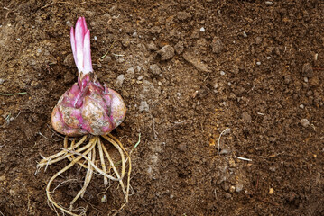 Top view of one lily bulb with roots on ground ready for planting. Purple flower bulb sprouting....