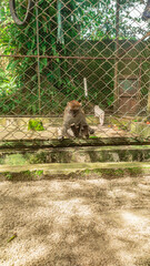monkey in the zoo