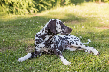 Summer portrait of cute dalmatian dog with brown spots. Smiling purebred dalmatian pet from 101...