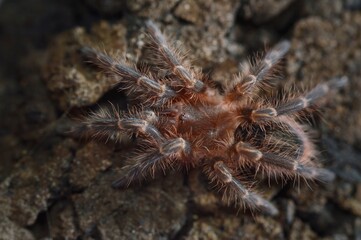 Grammostola pulchripes spider