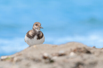 Among the sand dunes, face to face with the Ruddy turnstone (Arenaria interpres)