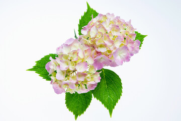 紫陽花の花と葉