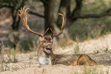 deer in the woods