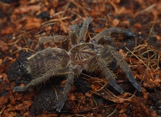Idiothele mira spider from Africa
