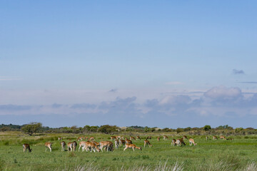 deer in the field, damherten