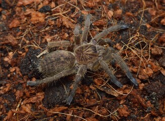 Idiothele mira spider from Africa
