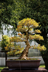 drzewko bonsai - obrazy, fototapety, plakaty