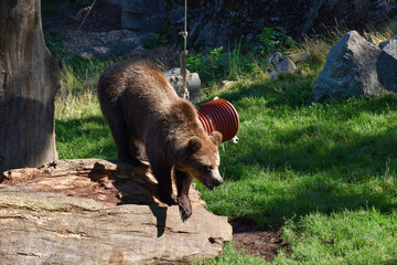 Adult brown bear, having fun in a nature reserve. The bear is climbing down from a log.
