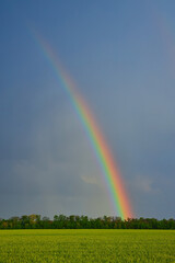 agricultural field with young green wheat sprouts and rainbow, spring landscape, dramatic blue sky as background