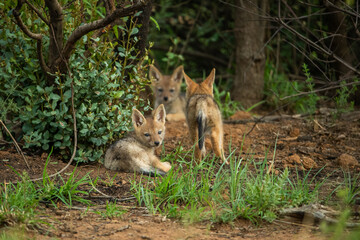 Black backed jackal cubs playing near their den