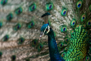 portrait of a peacock