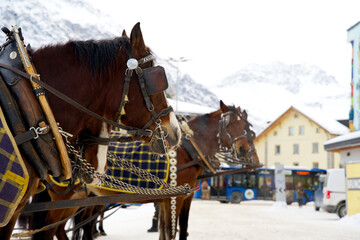 Horse-drawn carriage with horses in the swiss mountain village of Arosa in winter