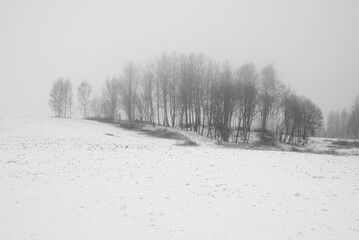 A piece of winter forest with cutted firewood stacks in misty foggy rural area