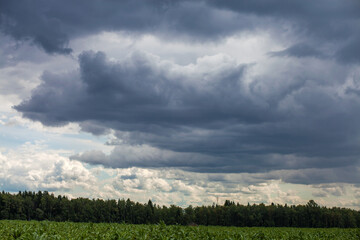 Obraz premium horizon storm clouds over cornfield