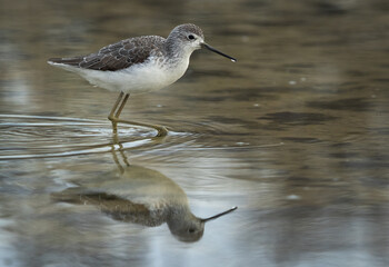 Marsh Sandpiper and its reflection on water at Asker marsh, Bahrain
