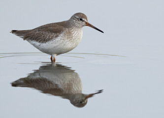 Redshank at Asker marsh with reflection on water, Bahrain