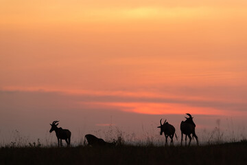 Fototapeta na wymiar Silhouette of Topi during sunset at Masai Mara, Kenya