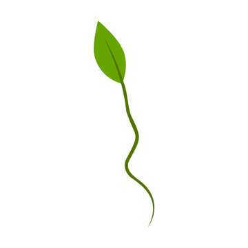 Green little sprout growing vector illustration. Green leaf on white background. Nature concept