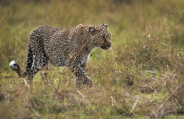 A leopard walking on green at Masai Mara, Kenya