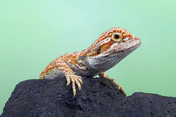 Naklejka premium Baby bearded dragon on a rock
