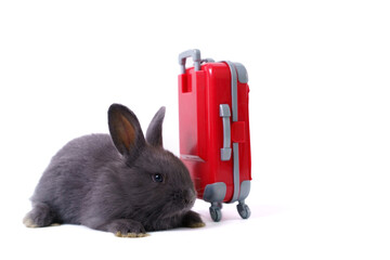 Lovely adorable little bunny, a Netherland Dwarf or ND bunny portrait with a small suitcase on...