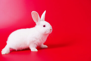 Beautiful white Netherland Dwarf bunny portrait on red background with copyspace. Easter Bunny...