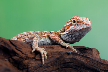 Baby bearded dragon on a rock