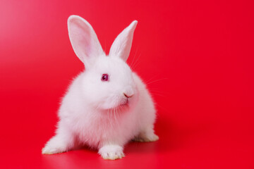 Beautiful white Netherland Dwarf bunny portrait on red background with copyspace. Easter Bunny portrait on festive red background.