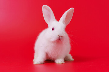 Beautiful white Netherland Dwarf bunny portrait on red background with copyspace. Easter Bunny...