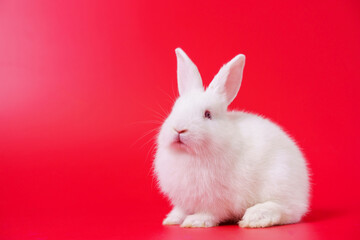 Beautiful white Netherland Dwarf bunny portrait on red background with copyspace. Easter Bunny portrait on festive red background.