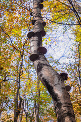 Grzyby na drzewie, hubiak pospolity © Ignacy