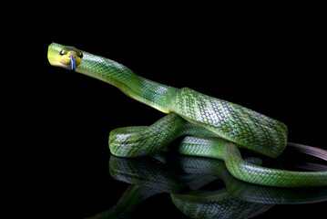 The arboreal rat snake on a black background
