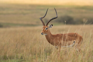 Portrait of a Impala at Masai Mara, Kenya - obrazy, fototapety, plakaty