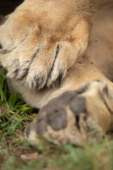 A close view of paws of lion at Masai Mara, Kenya