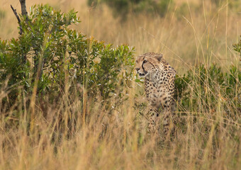 Cheetah in the mid of tall grasses of savannah, Masai Mara