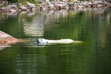 Polar bear swimming towards the river bank. The landscape is spring summer