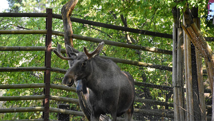 An adult moose standing in a national park enclosure
