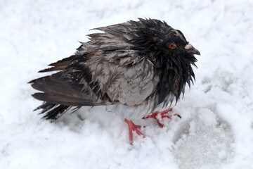 pigeon in winter