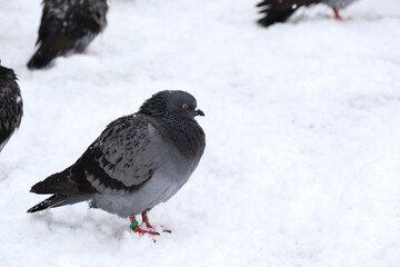 pigeon in winter