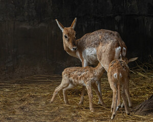 A mother feeding its children