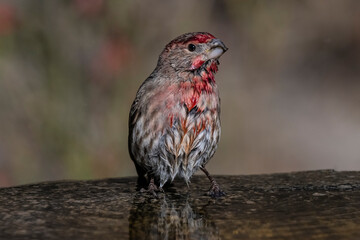 House Finch (Carpodacus mexicanus) Dripping Wet After a Dip in the Pool