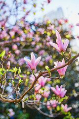 Magnolia tree flowers on a spring day in Paris, France