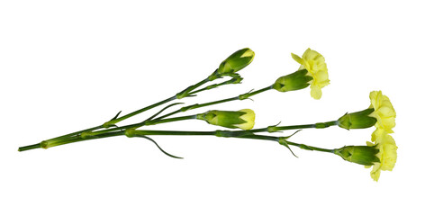Twig of yellow carnation flowers with green buds and leaves isolated on white or transparent...