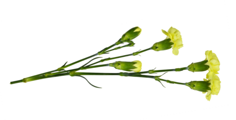 Twig of yellow carnation flowers with green buds and leaves isolated on white or transparent background