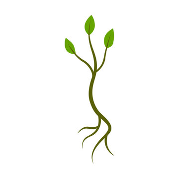 Little sprout growing vector illustration. Green leaves on white background. Nature concept