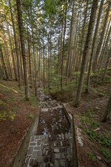 Small stream in the middle of the woods
