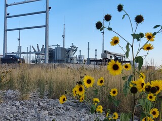 Last summer flowers