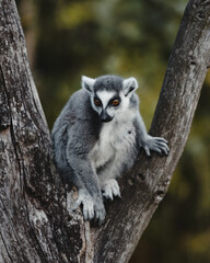 Lemur on a tree